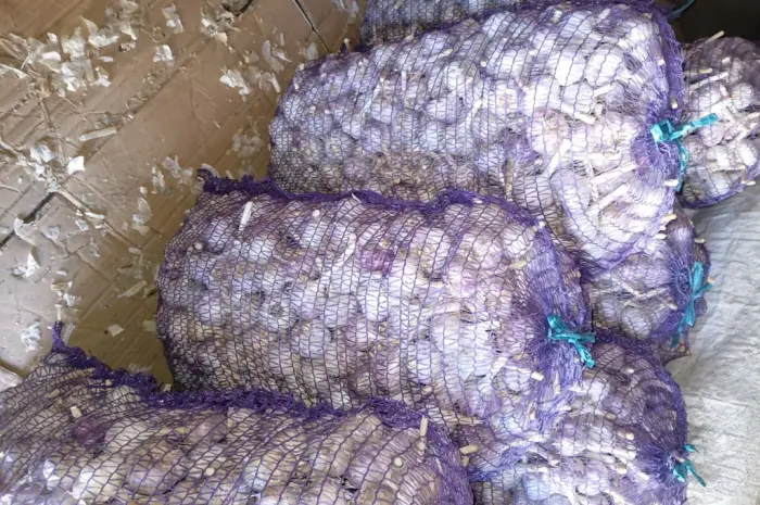 Продам часник Любаша з однозубки 1репродукції- фото № 3