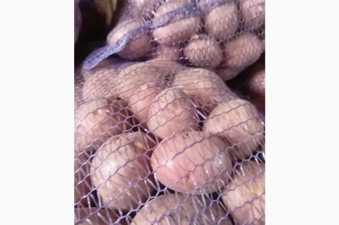 Продам товарну та посадкову картоплю 25т- фото № 7
