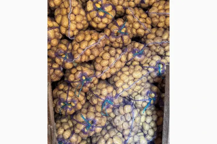 Продам картоплю Рівʼєра- фото № 4