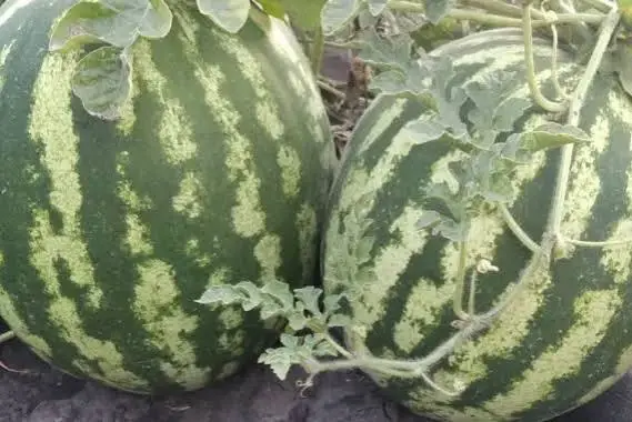 Продам кавун- фото № 1