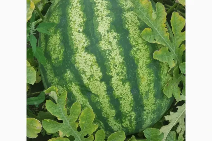 Продам кавун- фото № 1