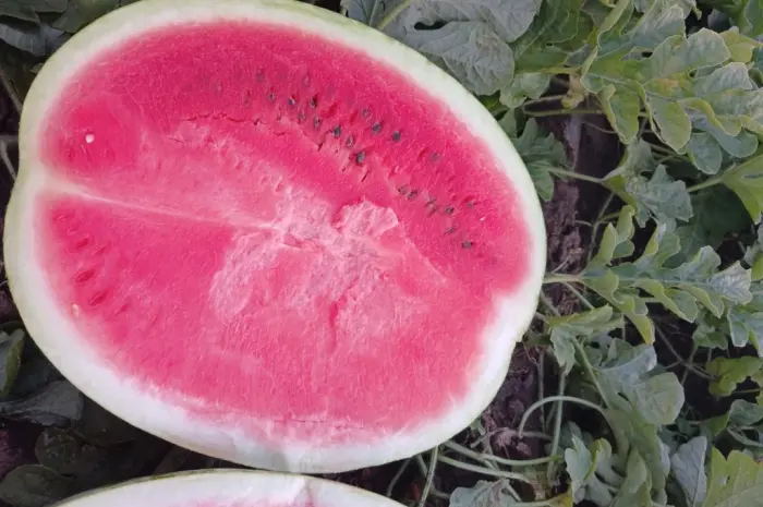 Продам кавун ПРОДУСЄР спілий та солодкий- фото № 1