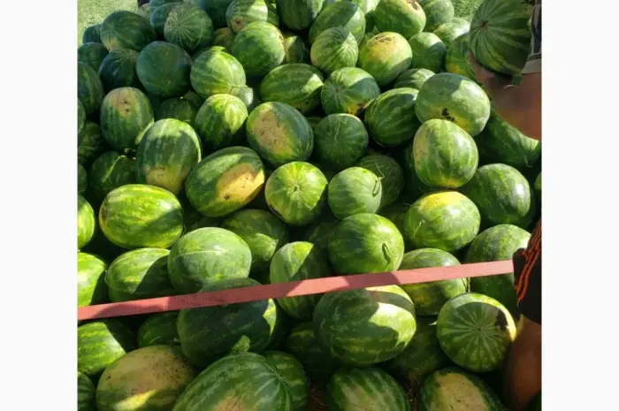 Продам кавун ПРОДУСЄР спілий та солодкий- фото № 3