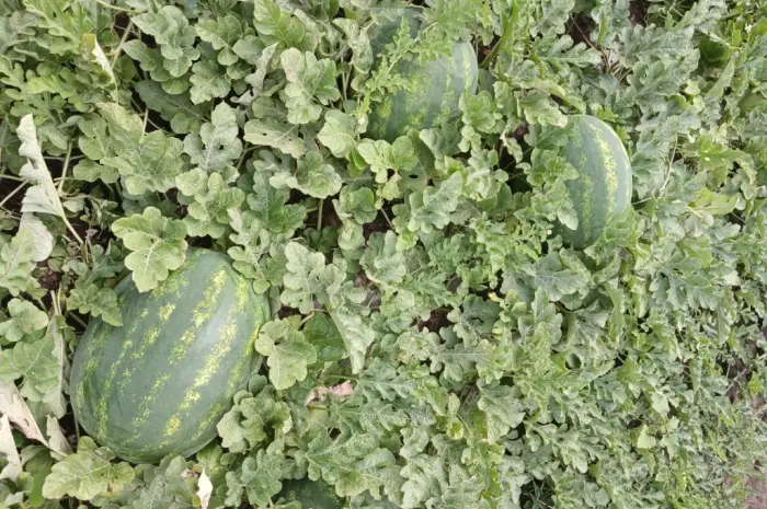 Продам кавун ПРОДУСЄР спілий та солодкий- фото № 4