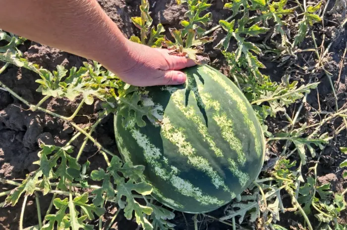 Продам кавун- фото № 1