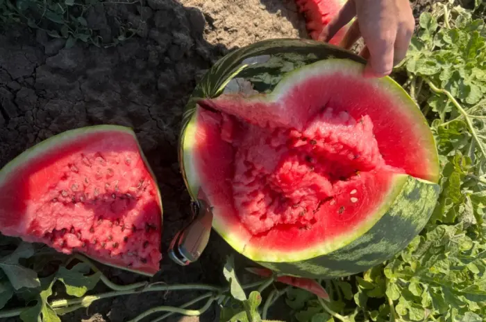 Продам Кавун- фото № 2