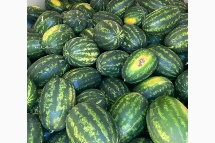 Продам кавун ОПТ з поля- фото № 2