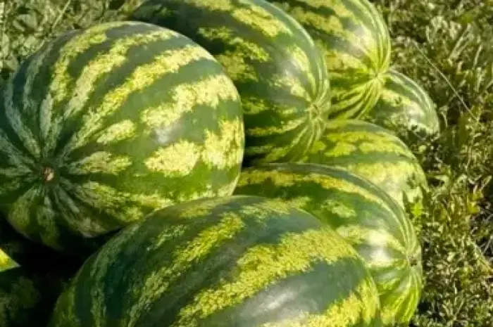 Продам кавун- фото № 1