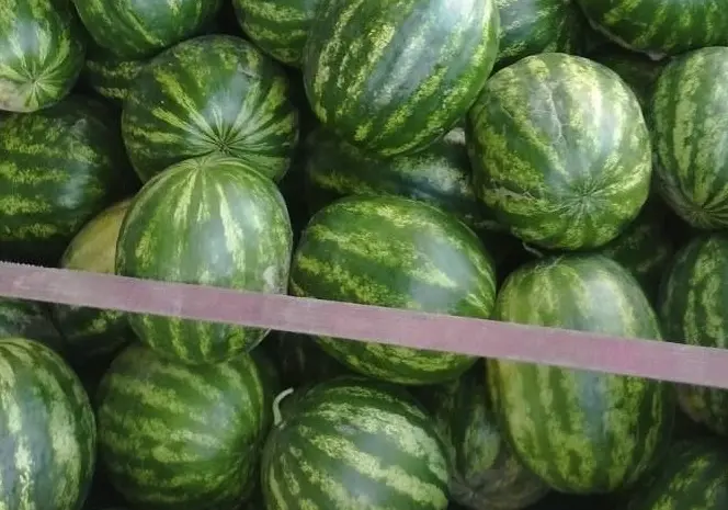 Продам кавун прямо з поля різні сорти- фото № 1