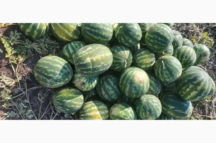 Продам кавун- фото № 4