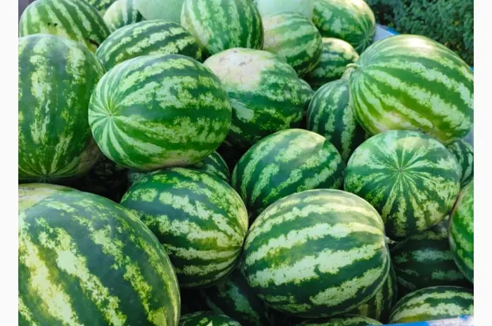Продам кавун- фото № 1