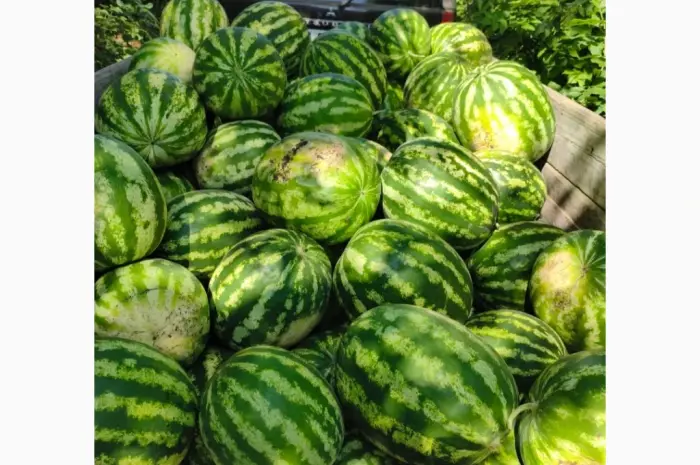 Продам кавун- фото № 3