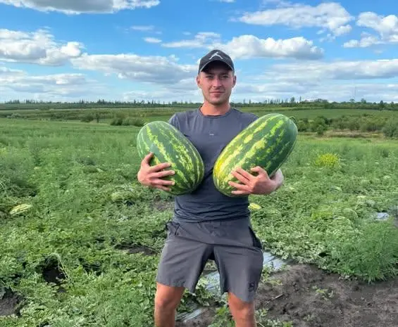 Продам кавун- фото № 2