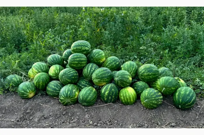 Продам кавун- фото № 2