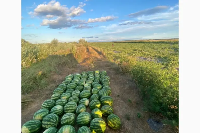 Продам Кавун Талісман- фото № 3