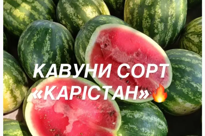 Солодкі та соковиті кавуни сорту «КАРІСТАН» - прямо з городу- фото № 1