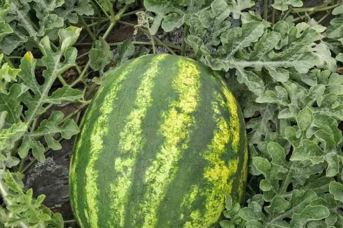 Продам кавун Нун- фото № 1