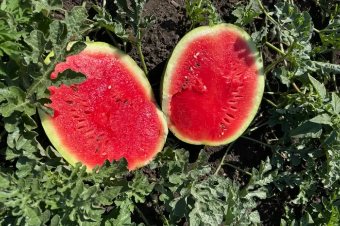 Продам кавун- фото № 1