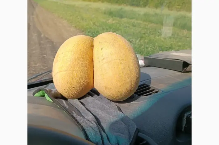 Продам кавун топган- фото № 3