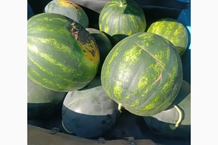 Продам кавун топган- фото № 4