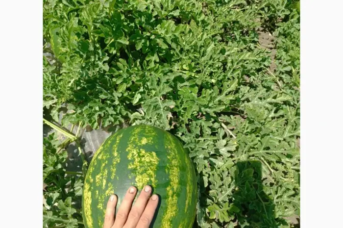Продам кавун топган- фото № 5
