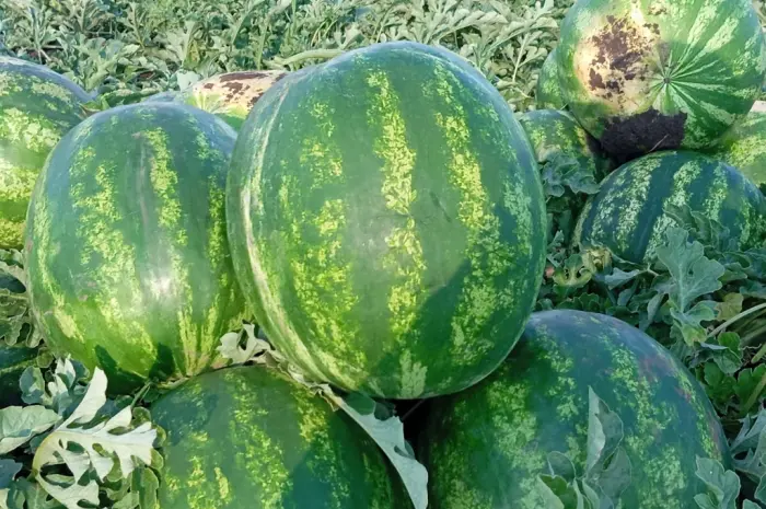 Продам сладкий арбуз Талисман Макарена Гринджар- фото № 4