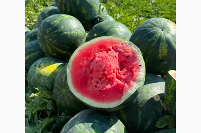 Продам кавун Саніара (безкісточковий)/Луїзітана оптом- фото № 1