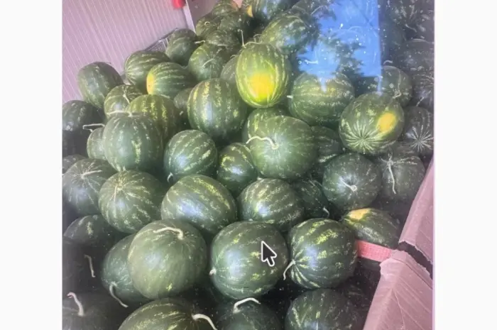 Продам арбуз- фото № 2