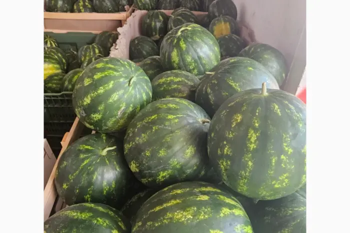 Продам арбуз- фото № 4