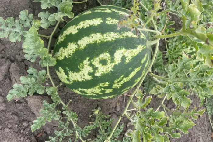 Продам кавун Продюсер в Уманському районі- фото № 3