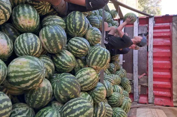 Продам кавун- фото № 1