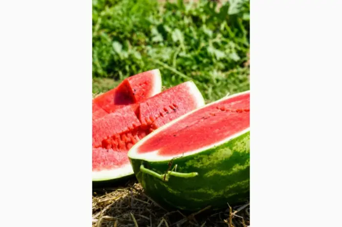 Продам кавун- фото № 1