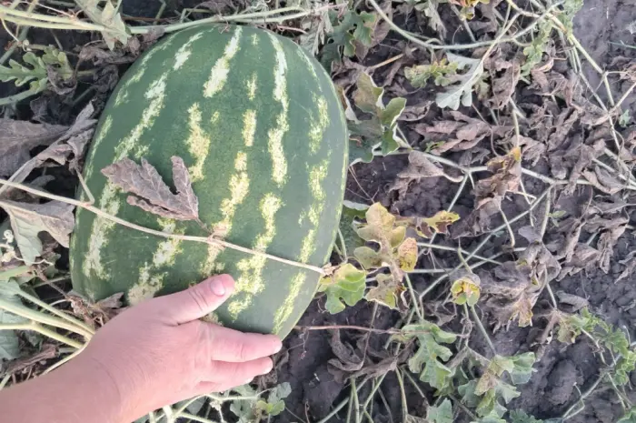Продам кавун- фото № 1