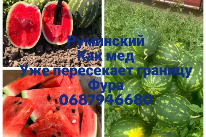 Продам арбуз(кавун)- фото № 1