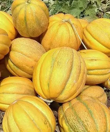 Куплю Диню з поля- фото № 1