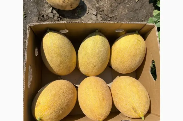 Продам диню мазін- фото № 1