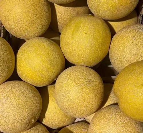 Продам диню оптом- фото № 1