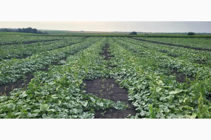 Продам дыню- фото № 7