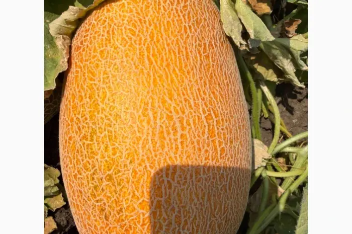 Продам дыню Мазим- фото № 1