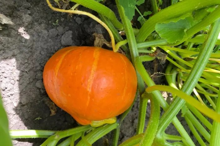 Продам гарбуз хокайдо- фото № 1