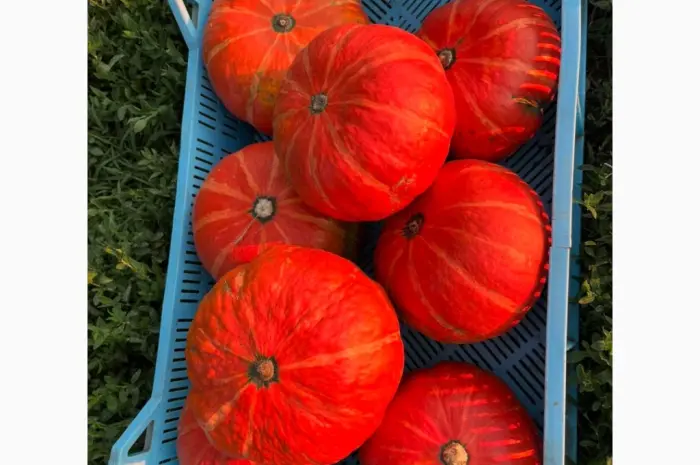 Продам хоккайдо- фото № 1