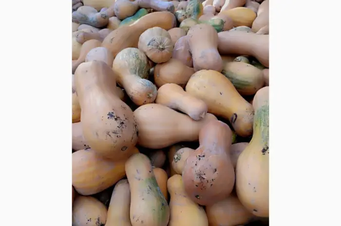 Продам гарбуз- фото № 2
