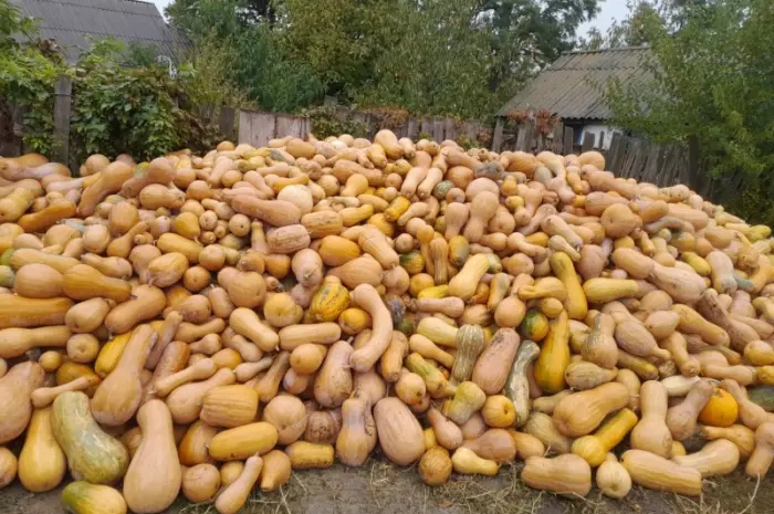 Продам кашові гарбузи- фото № 1