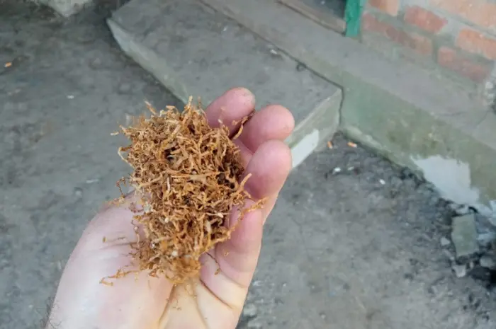 Урожай з свого города МАХОРКА сільська може комусь Вірджінія тютюн також є- фото № 3