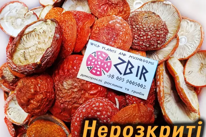 Мухомор ЧЕРВОНИЙ (Amanita Muscaria)- фото № 8
