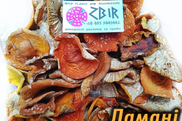Мухомор ЧЕРВОНИЙ (Amanita Muscaria)- фото № 9