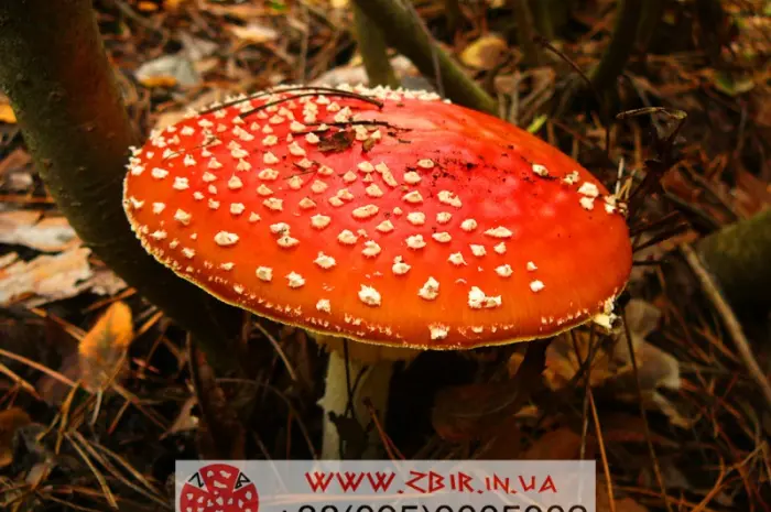 Мухомор ЧЕРВОНИЙ (Amanita Muscaria)- фото № 3
