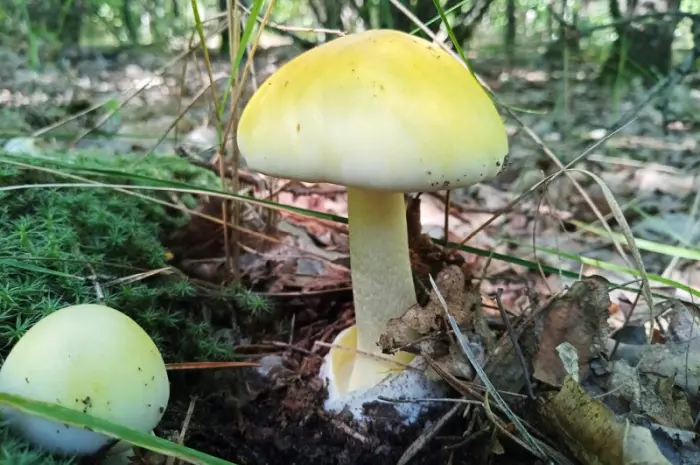 Бліда поганка (Amanita phalloides)- фото № 1