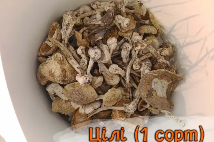 Бліда поганка (Amanita phalloides)- фото № 2