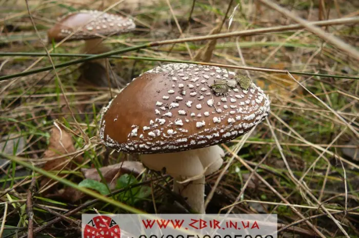 Мухомор ПАНТЕРНИЙ (Amanita Pantherina)- фото № 2